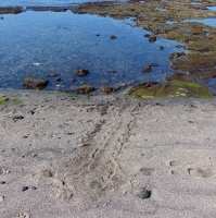 Turtle tracks